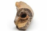 Fossil Dinosaur (Pachycephalosaurus) Partial Femur - Montana #219119-4